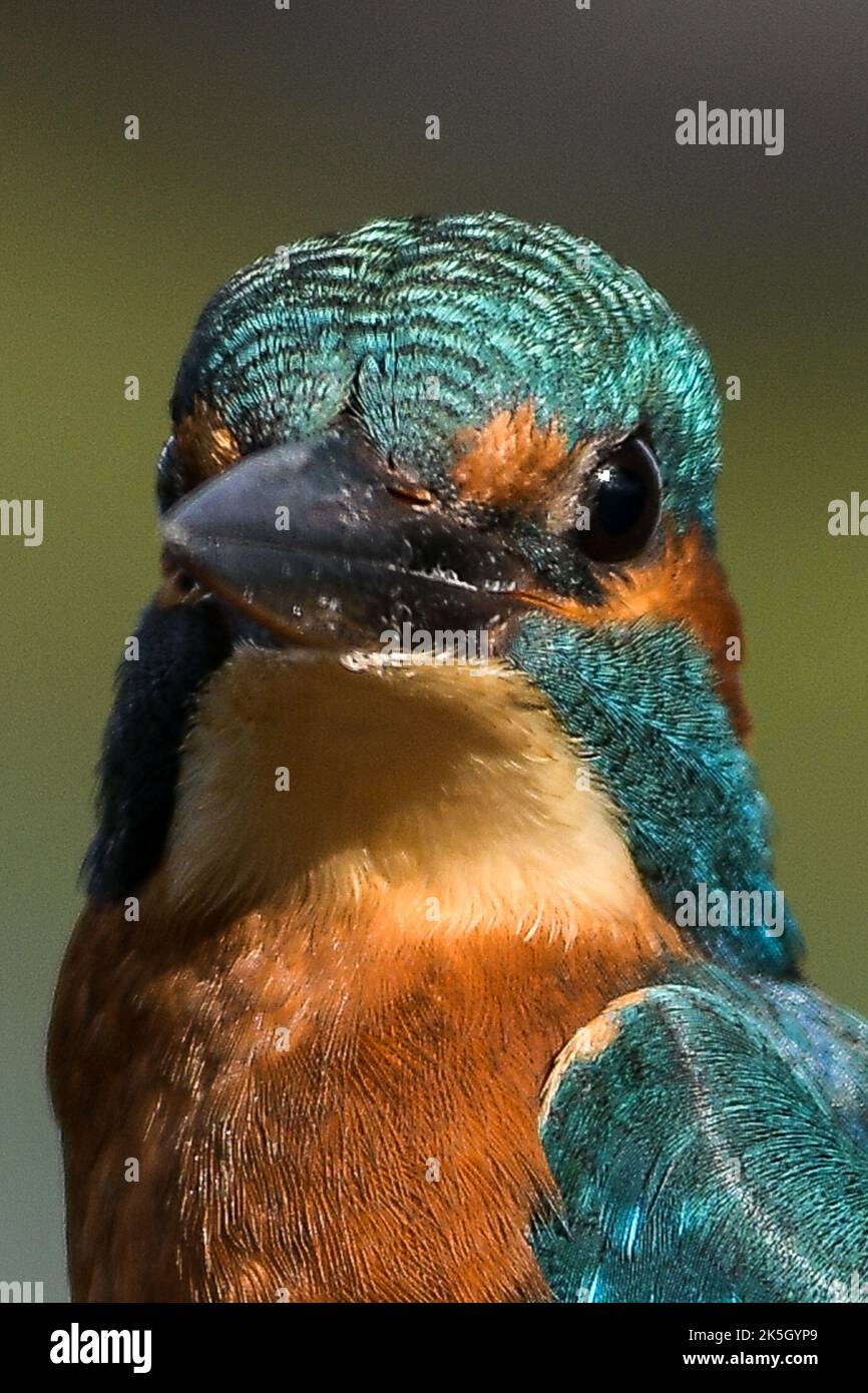 Eisvögel an der Themse. Stockfoto