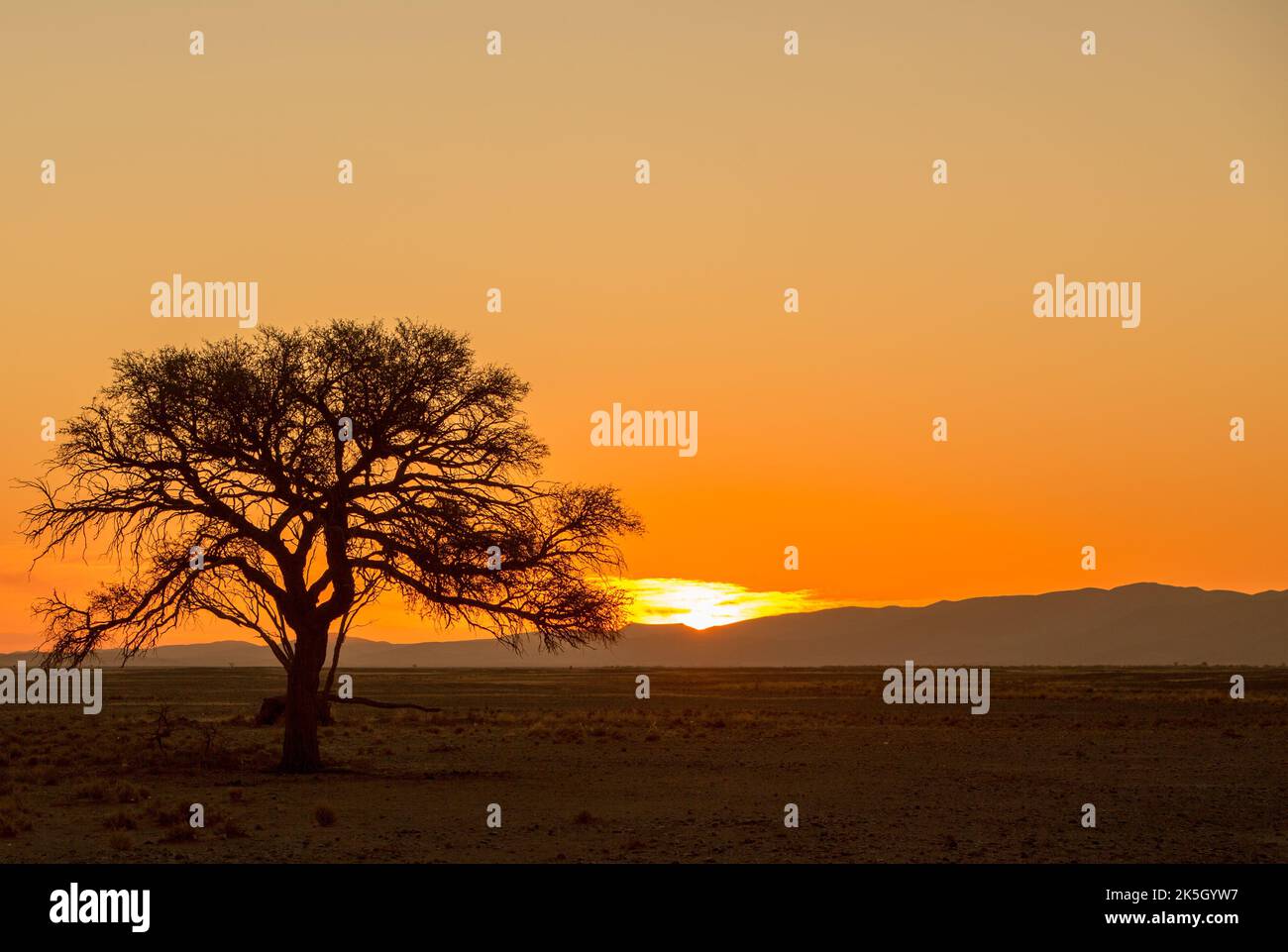 Sonnenuntergang in der Namib-Wüste, mit einem Baum, der von der untergehenden Sonne umschlippt wird. Stockfoto