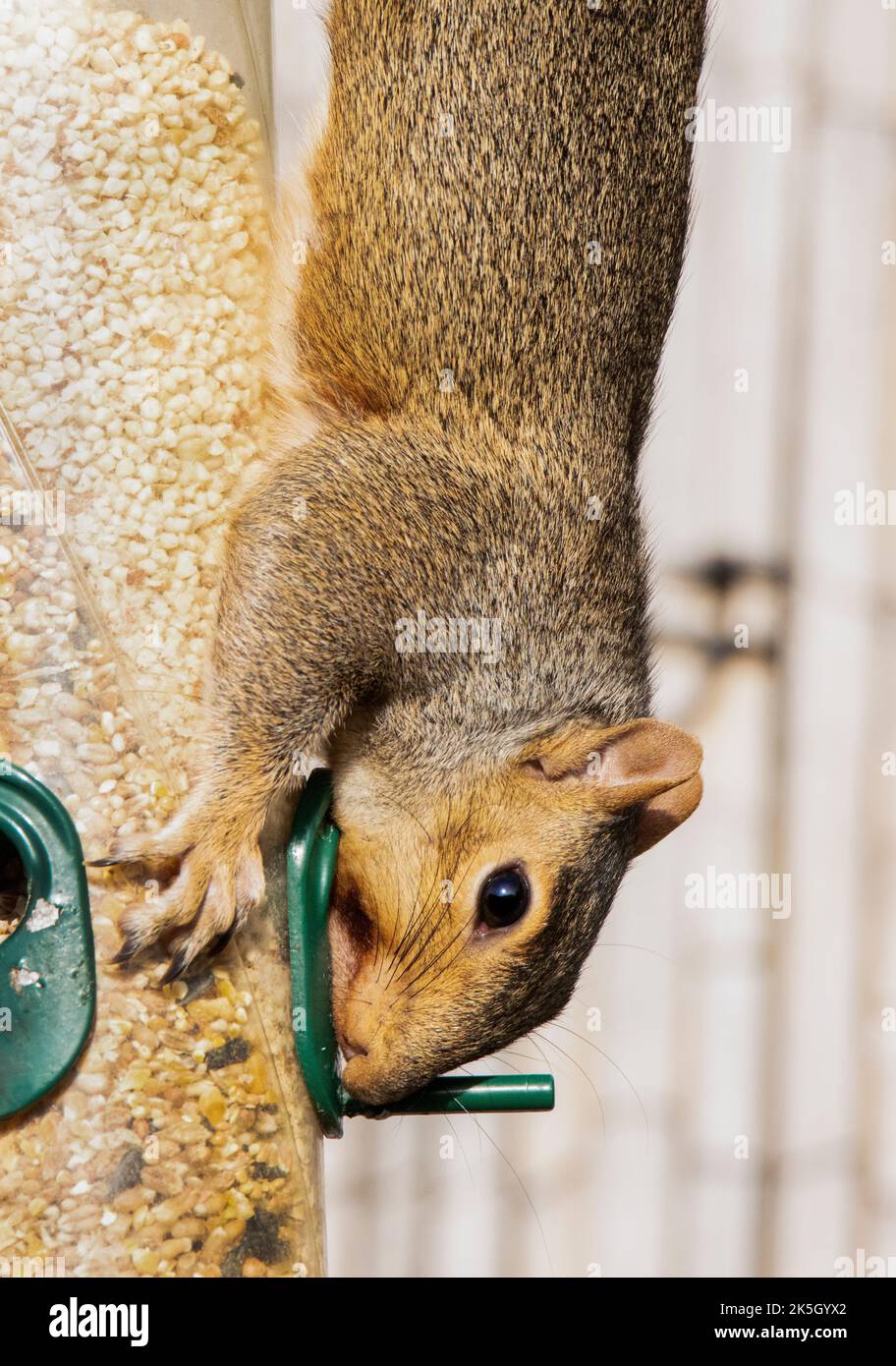 Graues Eichhörnchen, auf einem Zweig / Feeder UK 2022 thront Stockfoto