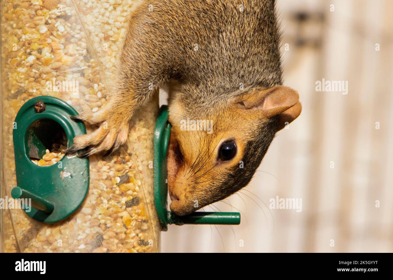 Graues Eichhörnchen, auf einem Zweig / Feeder UK 2022 thront Stockfoto