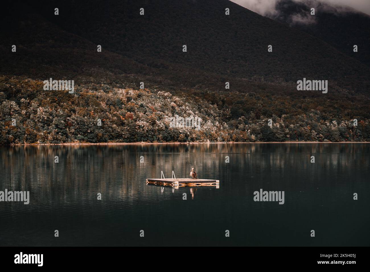 Neugierige große Vögel flattern Flügel stehen auf hölzernen Plattform des ruhigen Sees inmitten üppiger Waldvegetation und Berge bei Sonnenuntergang bei schwachem Licht, Nelson Stockfoto