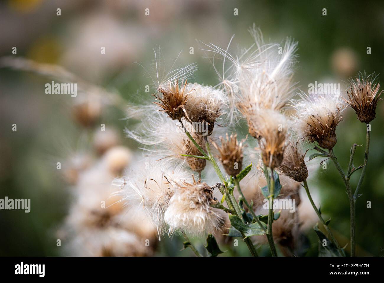 Flauschig blühende Feldblumen weiß und beige Stockfoto