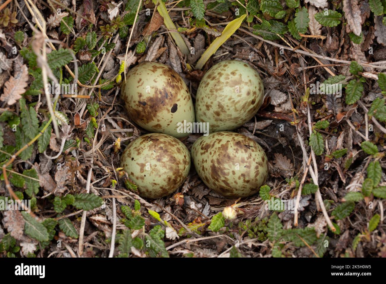 Nest und Eier des Purple Sandpiper, Calidris maritima, Raufarhofn, Island Stockfoto