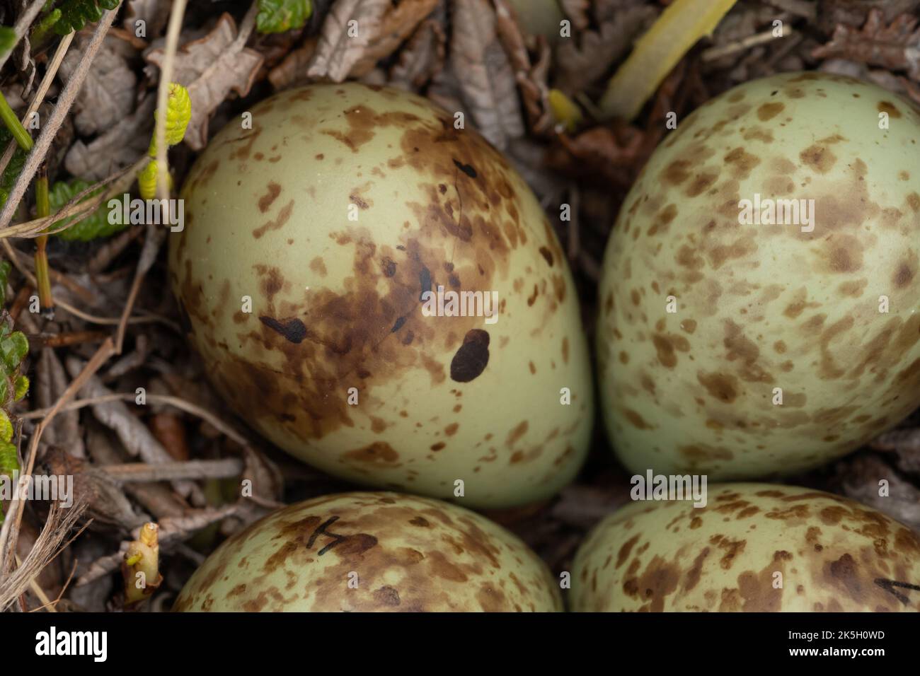 Nest und Eier des Purple Sandpiper, Calidris maritima, Raufarhofn, Island Stockfoto