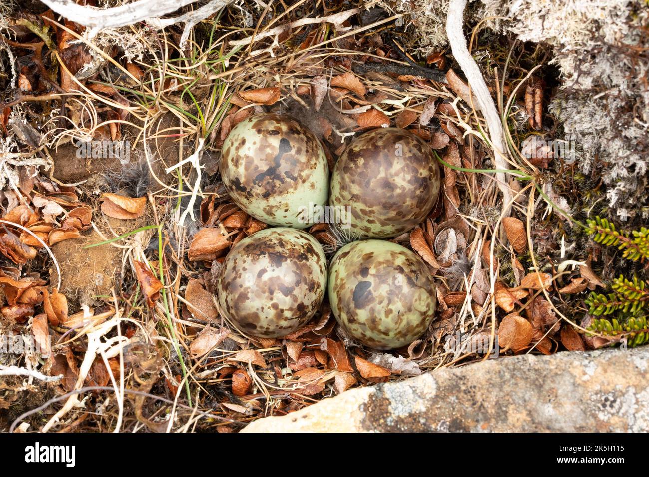 Nest und Eier des Purple Sandpiper, Calidris maritima, Raufarhofn, Island Stockfoto