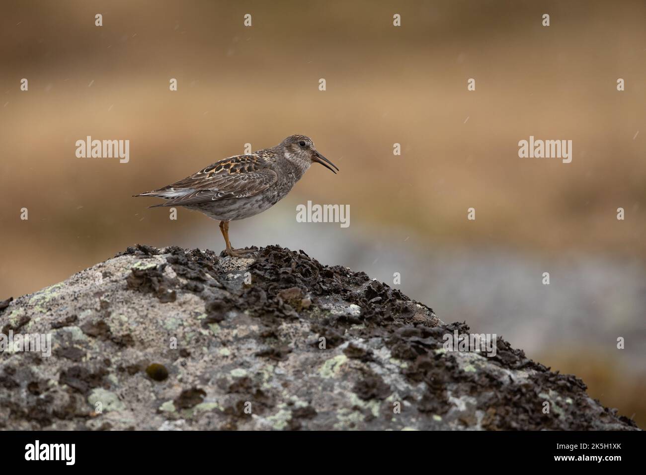 Purple Sandpiper, Calidris maritima, Raufarhofn, Island Stockfoto