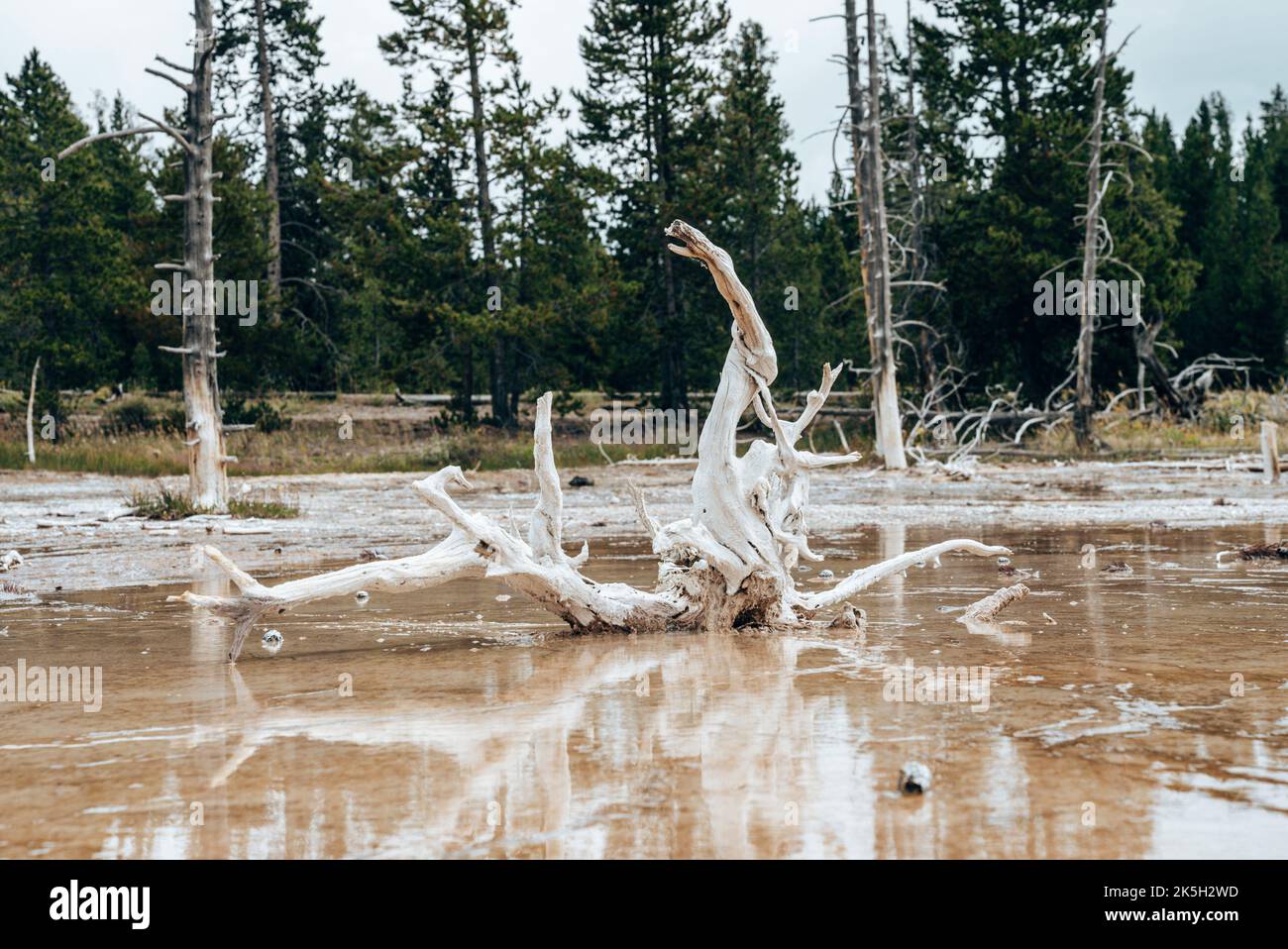 Treibholz spiegelt sich in Schlammtöpfen inmitten geothermischer Landschaft im Nationalpark wider Stockfoto