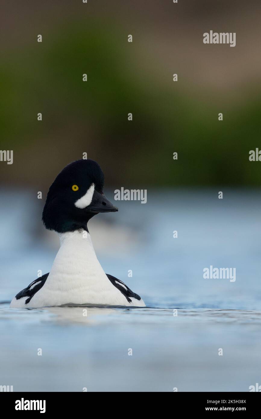 Barrows Goldeneye, männlich, Bucephala islandica, River laxa, Island Stockfoto