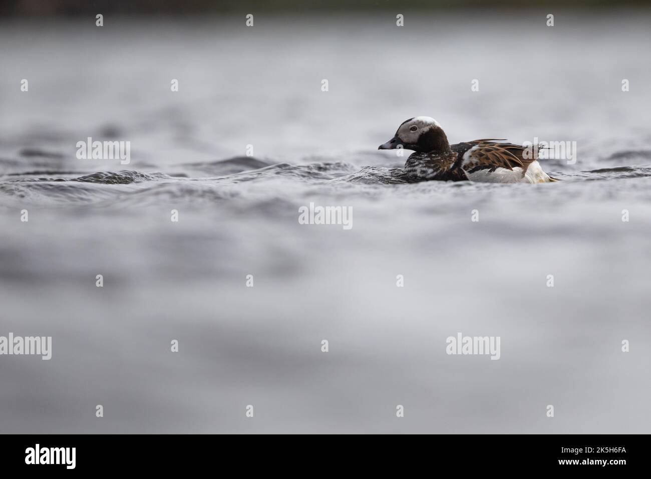 Langschwanzente, River Laxa, Island Stockfoto