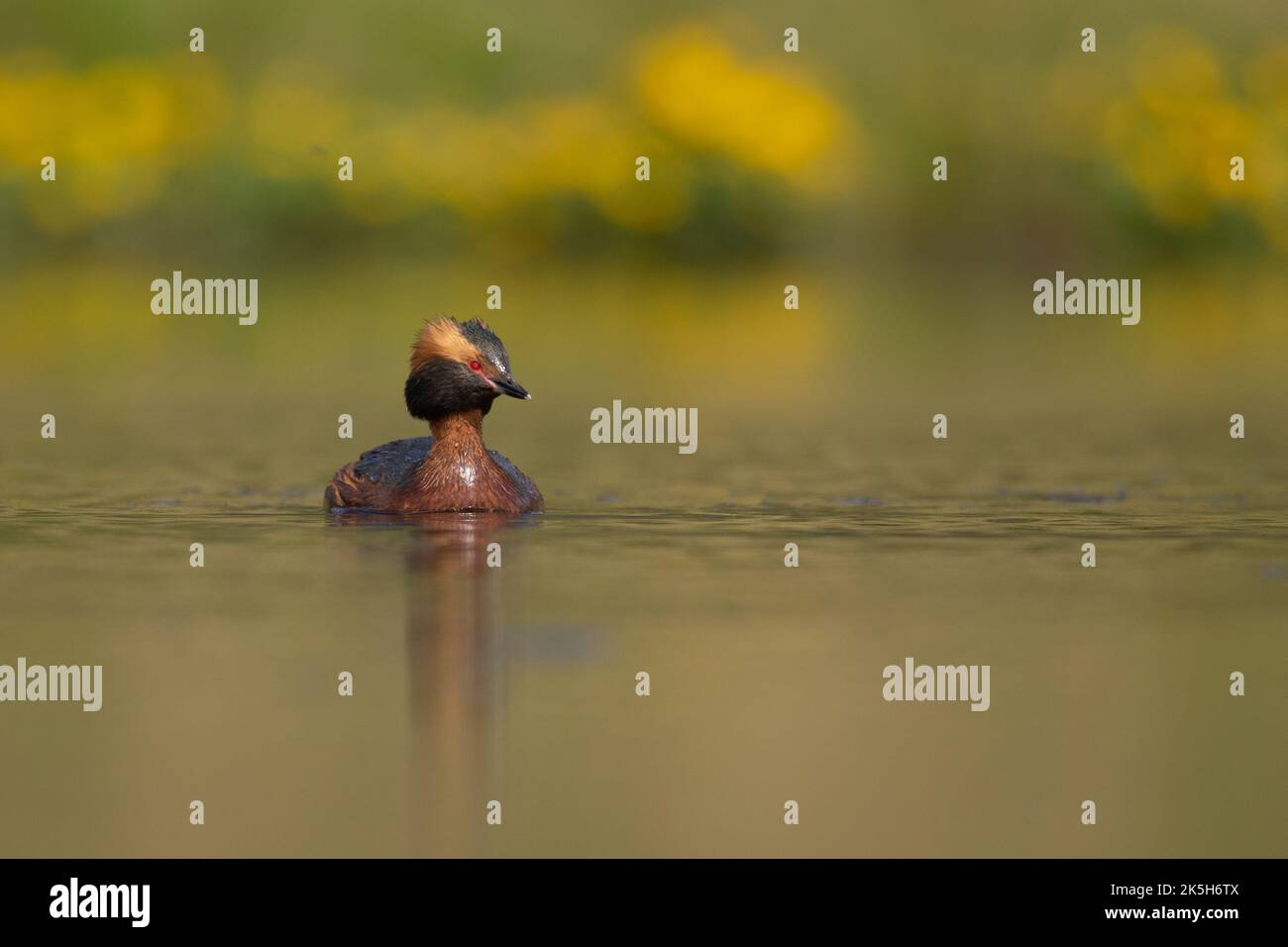 Slawischer Grebe, Gehörnter Grebe, Island Stockfoto