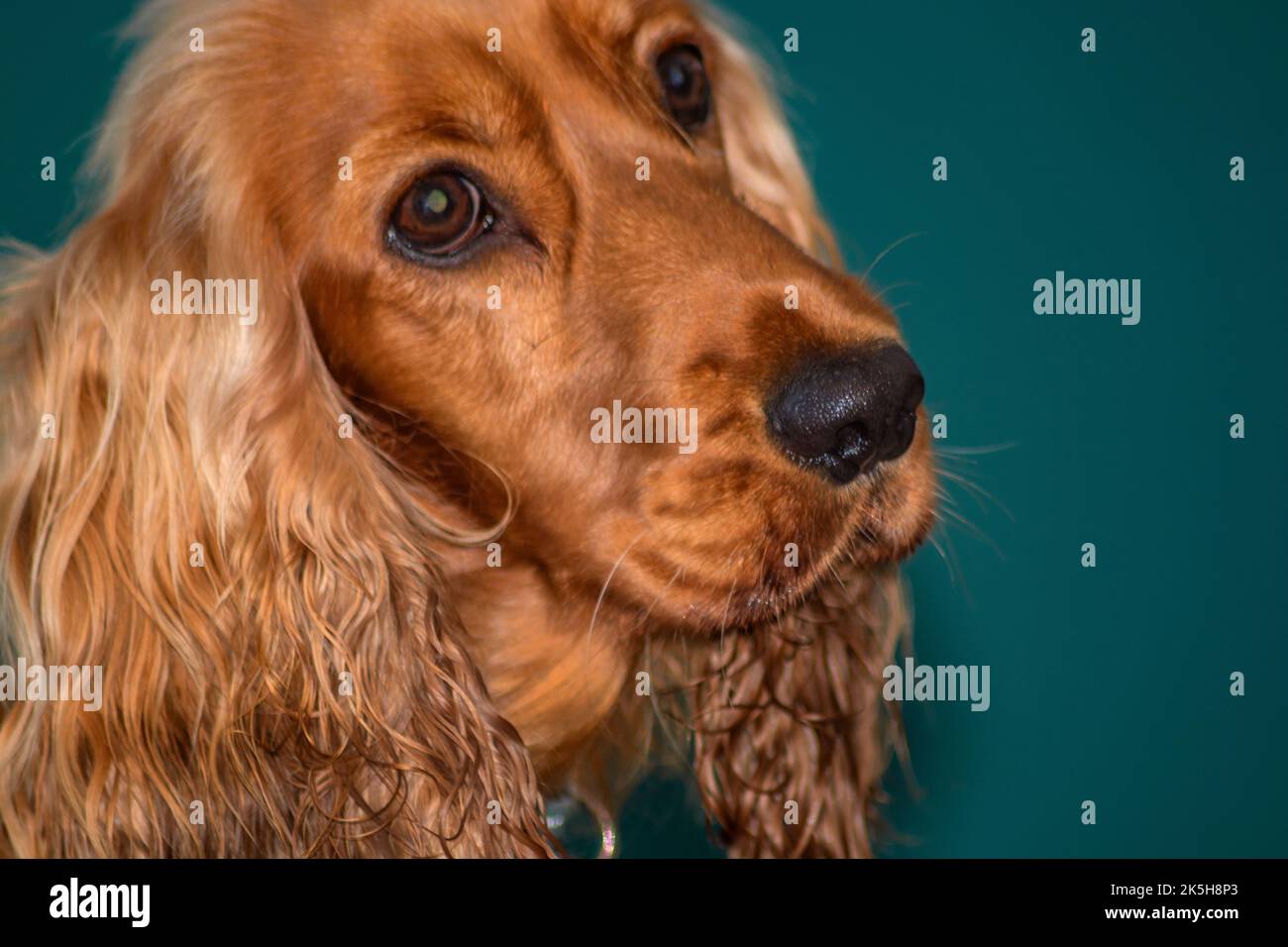 TIERE : COCKER SPANIEL Stockfoto