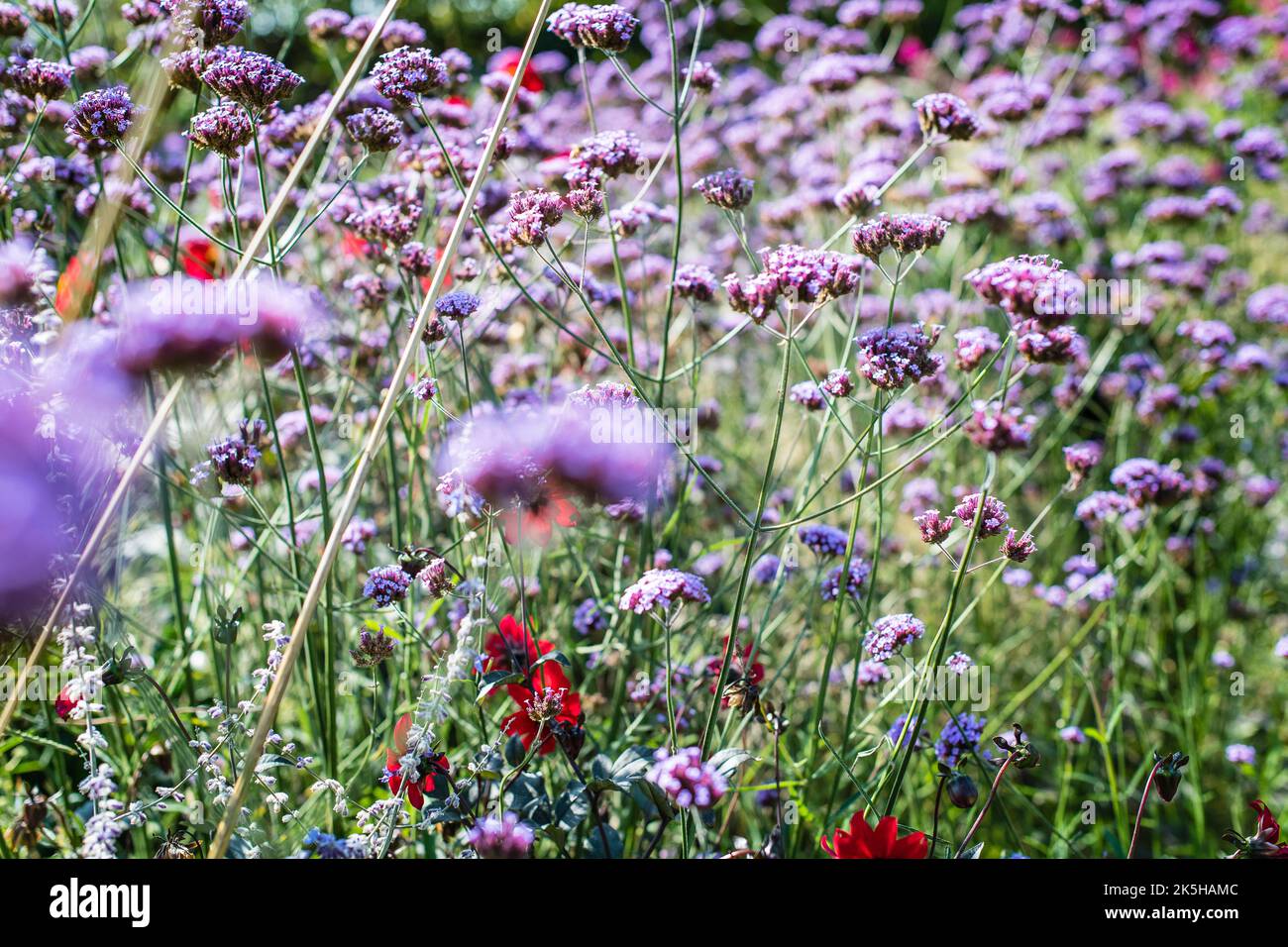 Nahaufnahme der wunderschönen violetten Spitze, Einer Sommerblume Verbena oder bonariensis, auch bekannt als lila Vervain, lila-top oder südamerikanische Vervain. Stockfoto