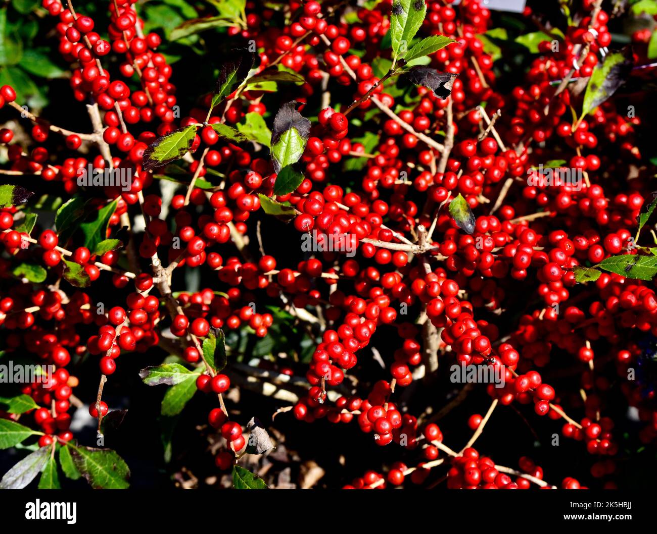Eine Nahaufnahme der roten Sprite Winterbeeren Stockfoto