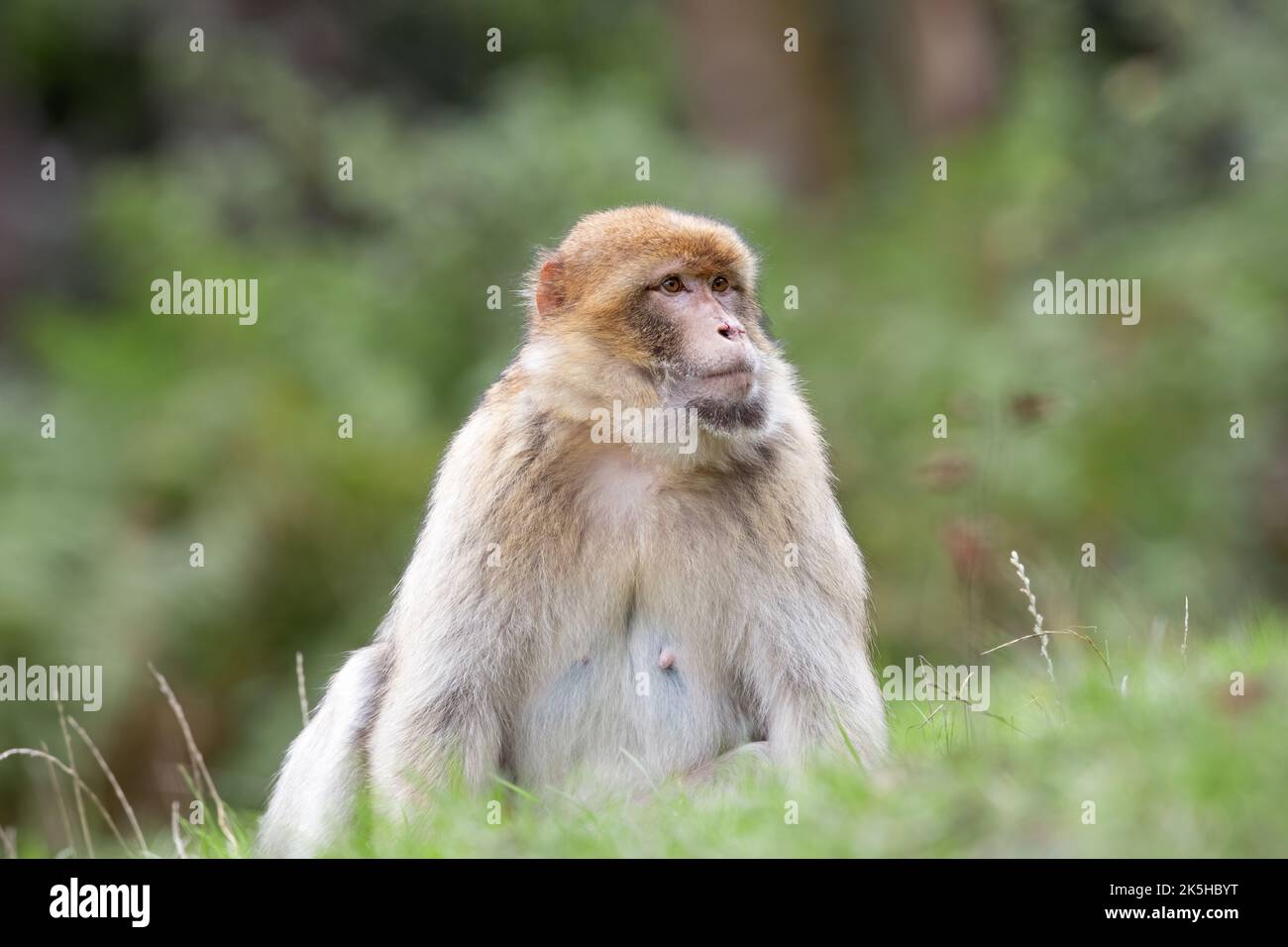 Reifes Weibchen des Barbaren Makaken (Macaca sylvanus) am Waldrand Stockfoto
