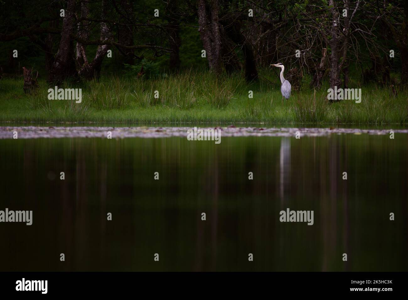 Graureiher stand auf einem grasbewachsenen Ufer neben einem See. Ein Reiher, der im hohen Gras eines Feuchtgebiets fischt, seine Spiegelung im Wasser. Loch Lomond, Großbritannien. Stockfoto