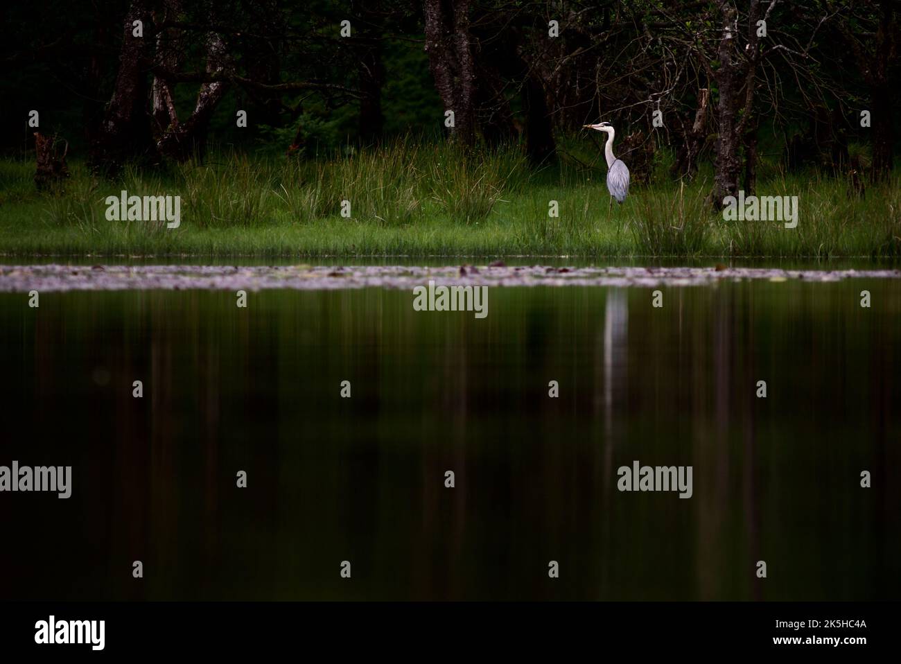 Graureiher stand auf einem grasbewachsenen Ufer neben einem See. Ein Reiher, der im hohen Gras eines Feuchtgebiets fischt, seine Spiegelung im Wasser. Loch Lomond, Großbritannien. Stockfoto