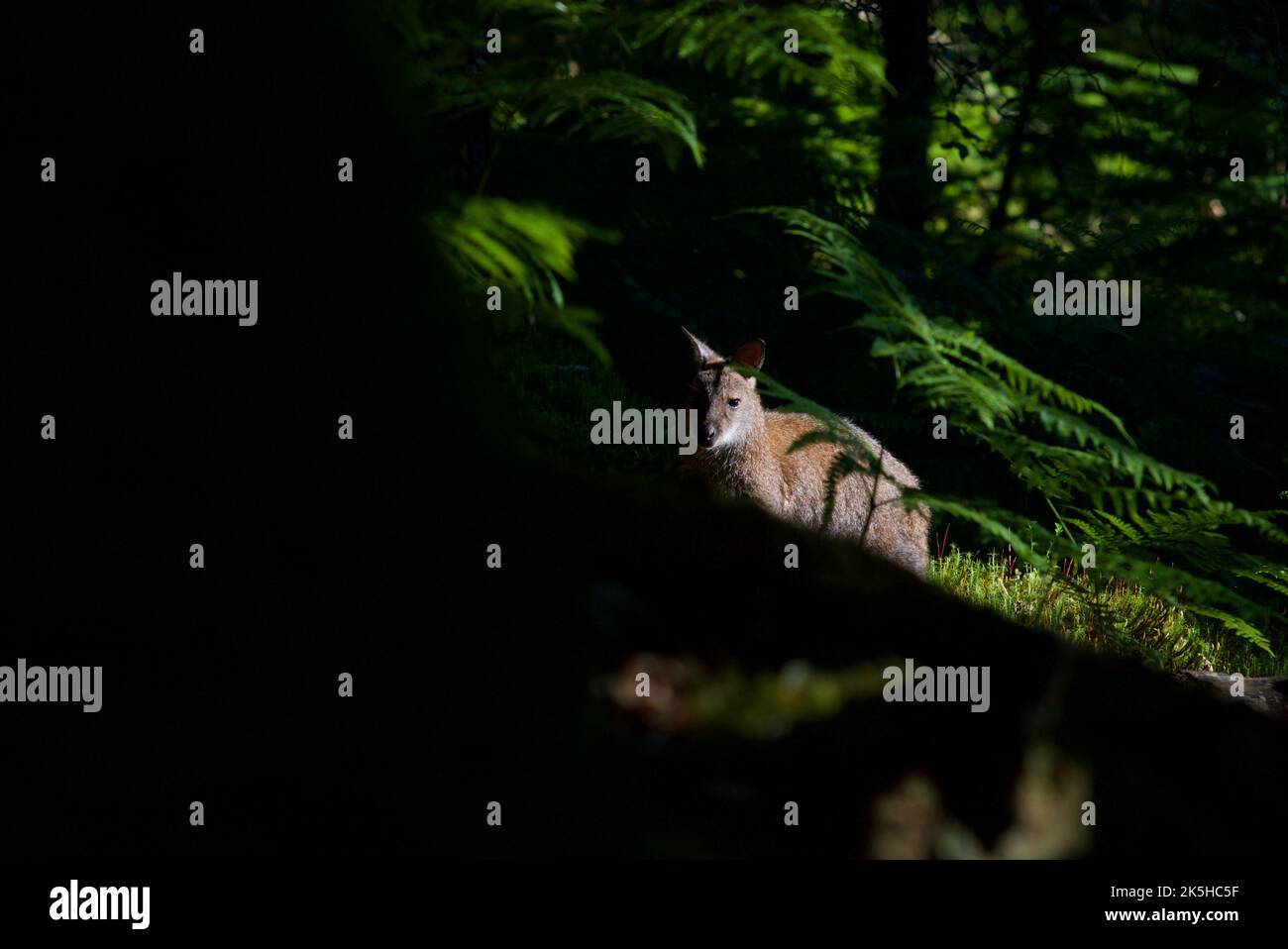 Rothalswallaby auf Inchconnachan Island, Loch Lomond und dem Trossachs National Park, Schottland, Großbritannien. Wallabys in Schottland, Bennetts Wallaby, Wald. Stockfoto