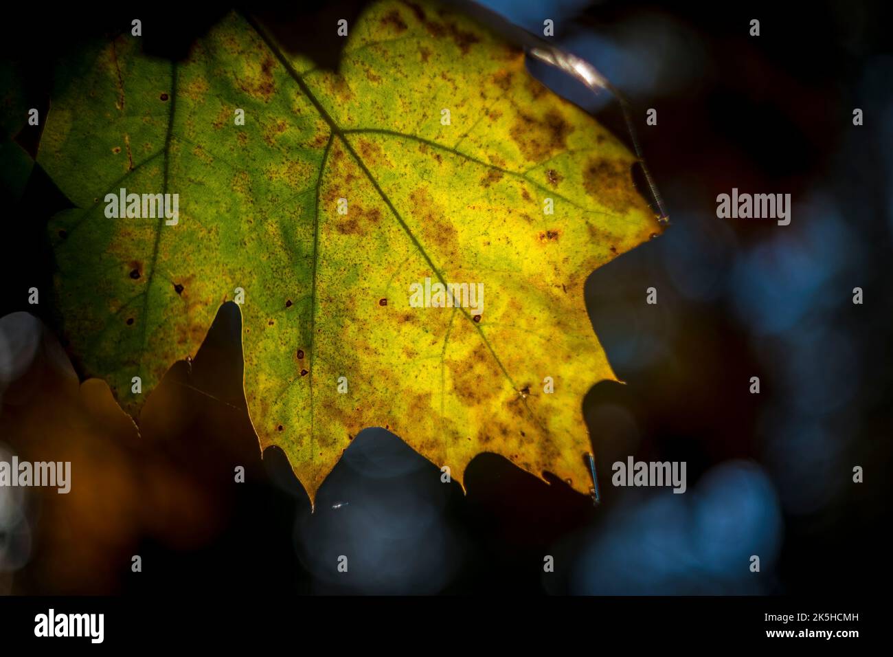 Wechsel der Jahreszeit, Herbst spiegelt sich in den Farben eines Blattes. Stockfoto