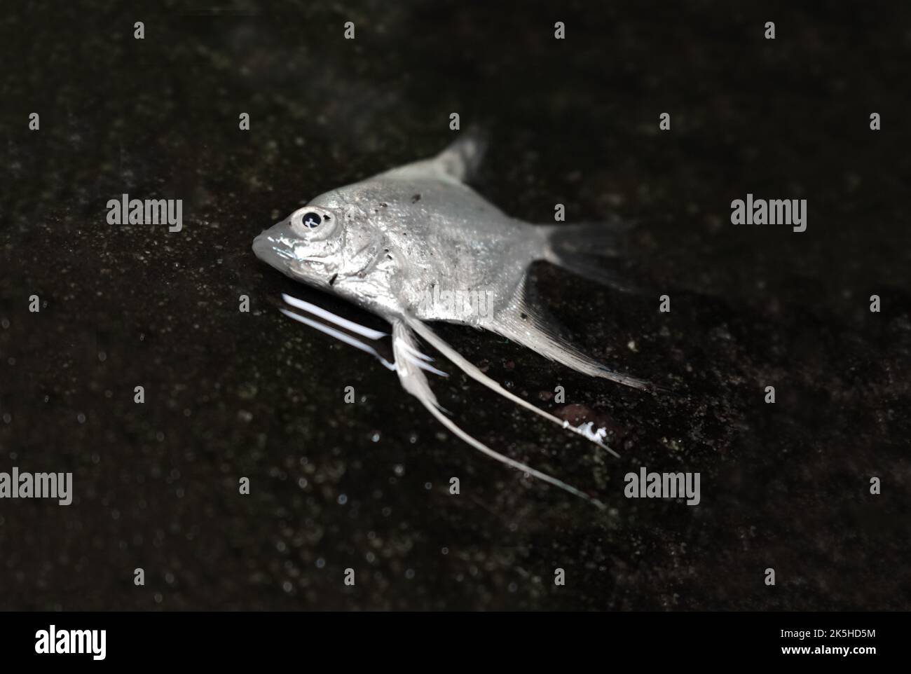 Ausgewachsene Angel-Aquarienfische starben aufgrund schlechter Wasserqualität. Tiermissbrauch. Stockfoto