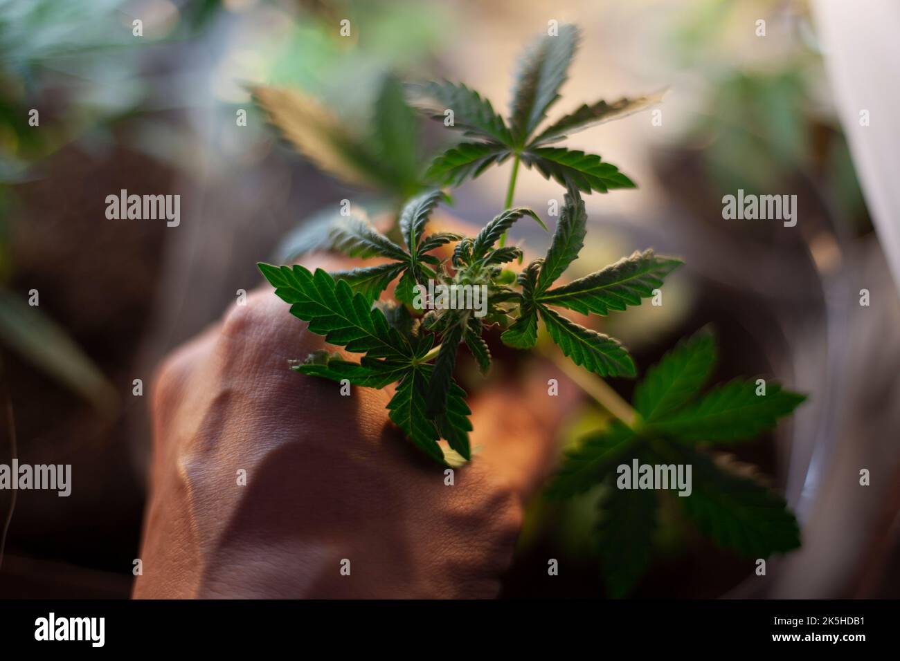 Marihuana wächst im Topf. Hanfpflanze ist grün. Die Hand hält den Stamm des Grasbüschens. Betäubungsmittel. Drogen sind illegal und gesundheitsschädlich. Untersagtes Substa Stockfoto
