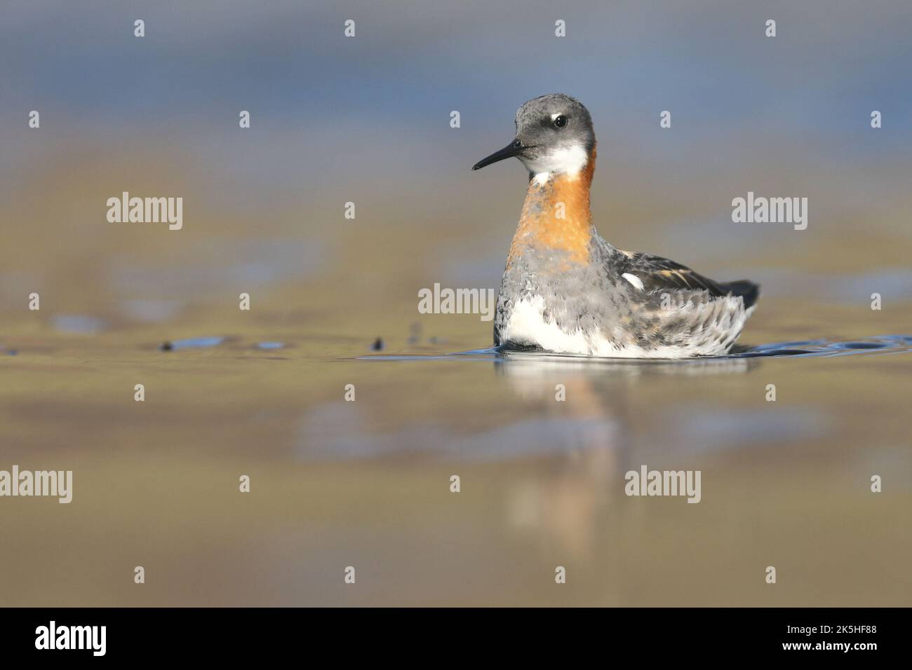 Rothals Phalarope, schwimmen, Island Stockfoto