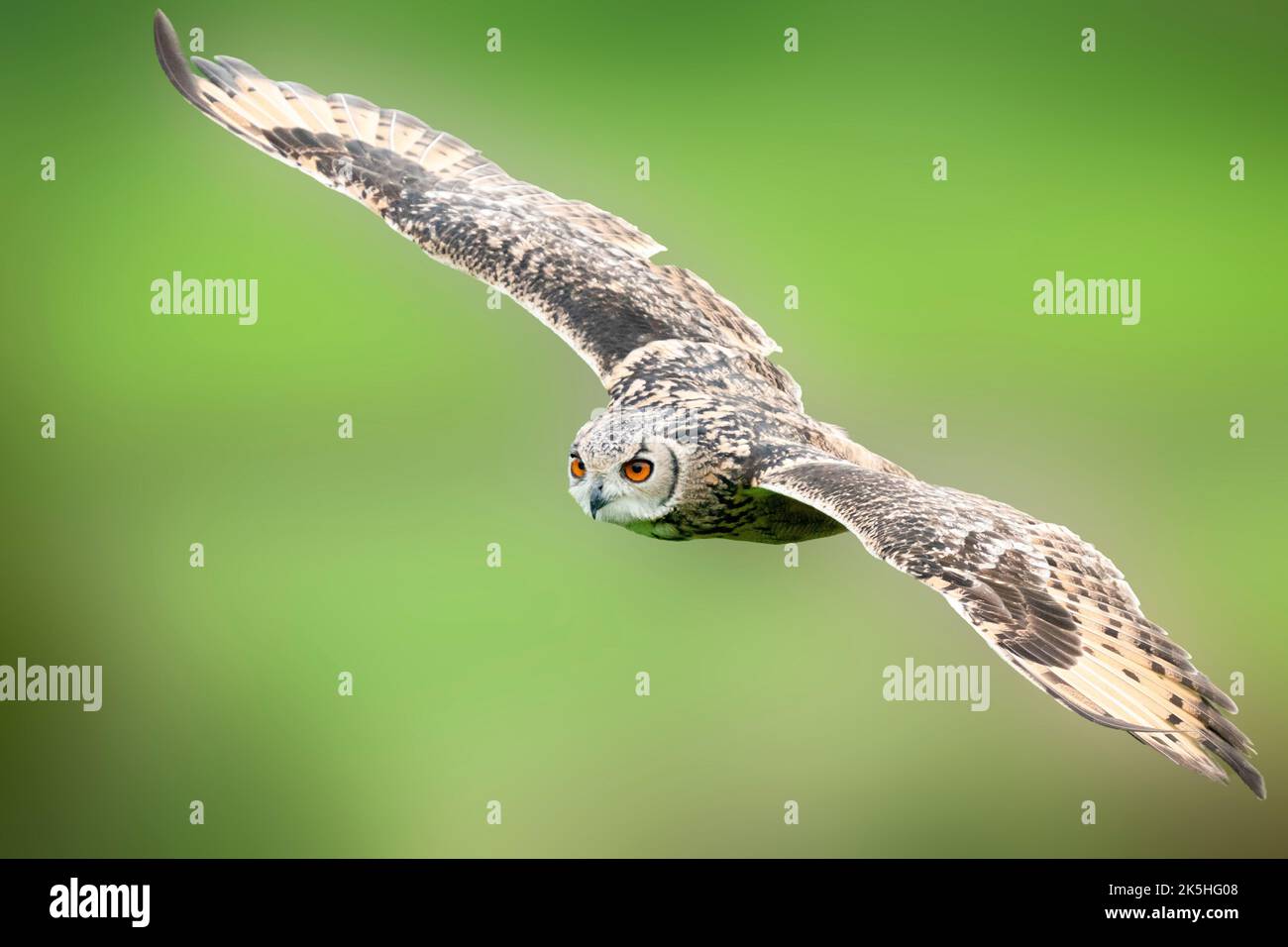 eule aus nächster Nähe im Flug Stockfoto