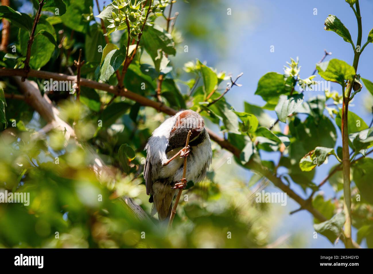 Eine Nahaufnahme eines Vogels der Alten Welt (Passeridae), der auf einem Baum sitzt Stockfoto