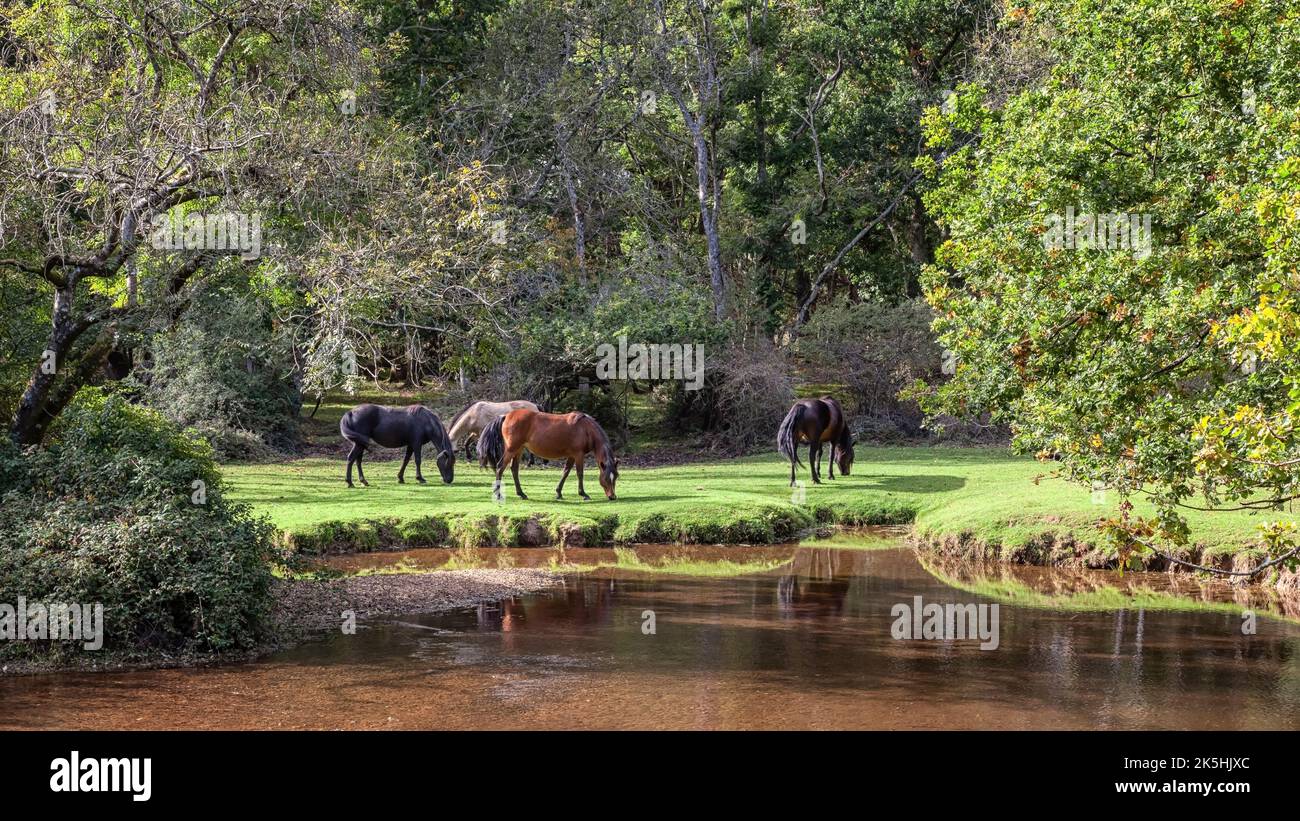 New Forest Pferde und Ponys Stockfoto