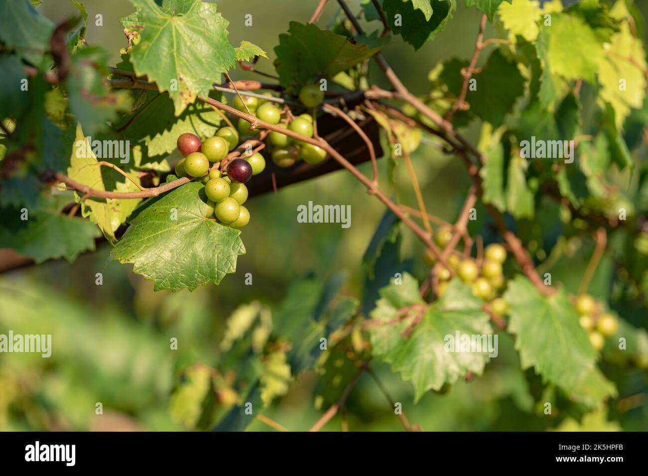 Edle Muscadine Grapevine, Trauben, die von Grün zu Dunkelviolett, Schwarz, Veraison Stockfoto