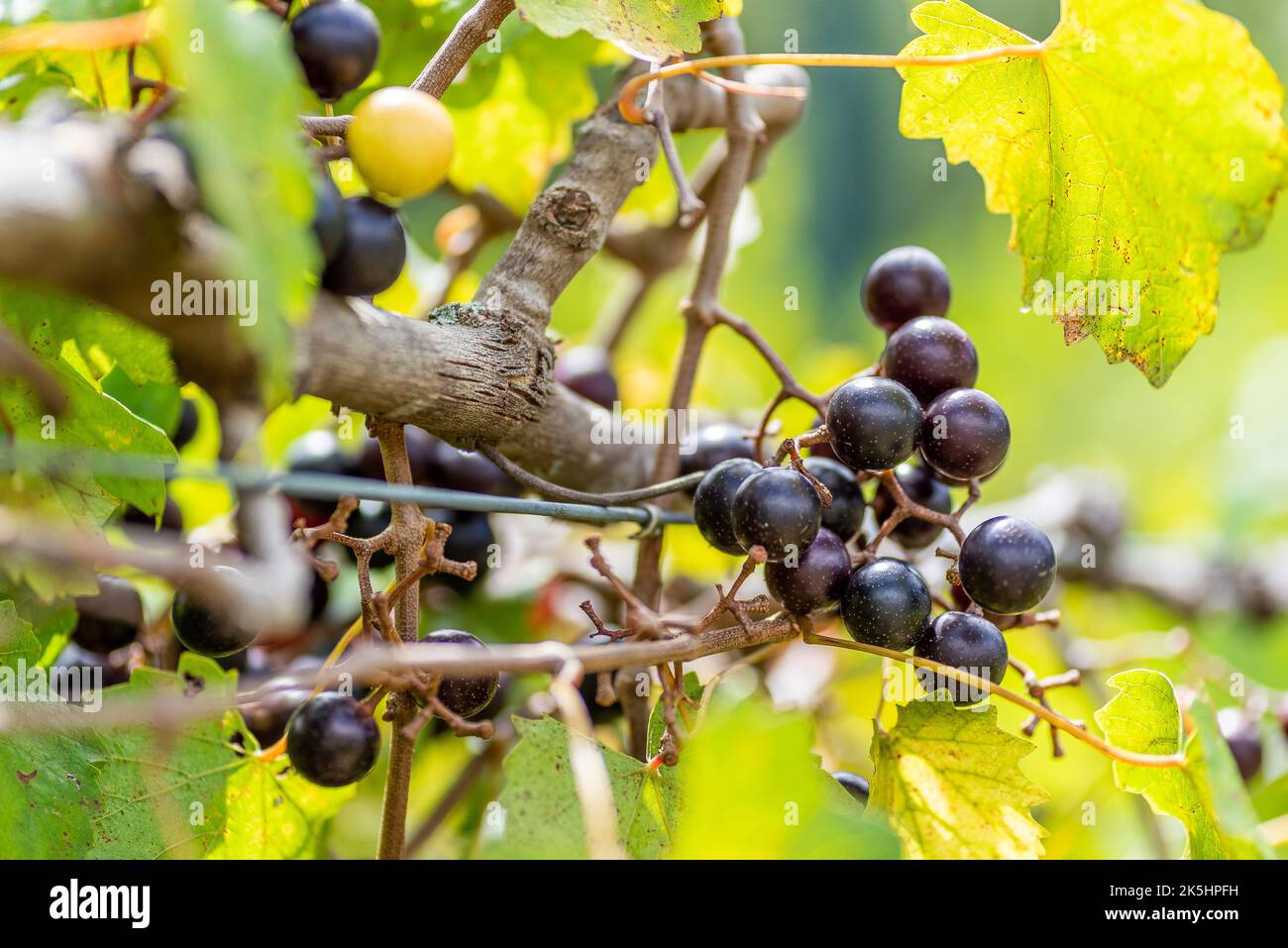 Edle Muscadine-Trauben auf einem Trellis Stockfoto