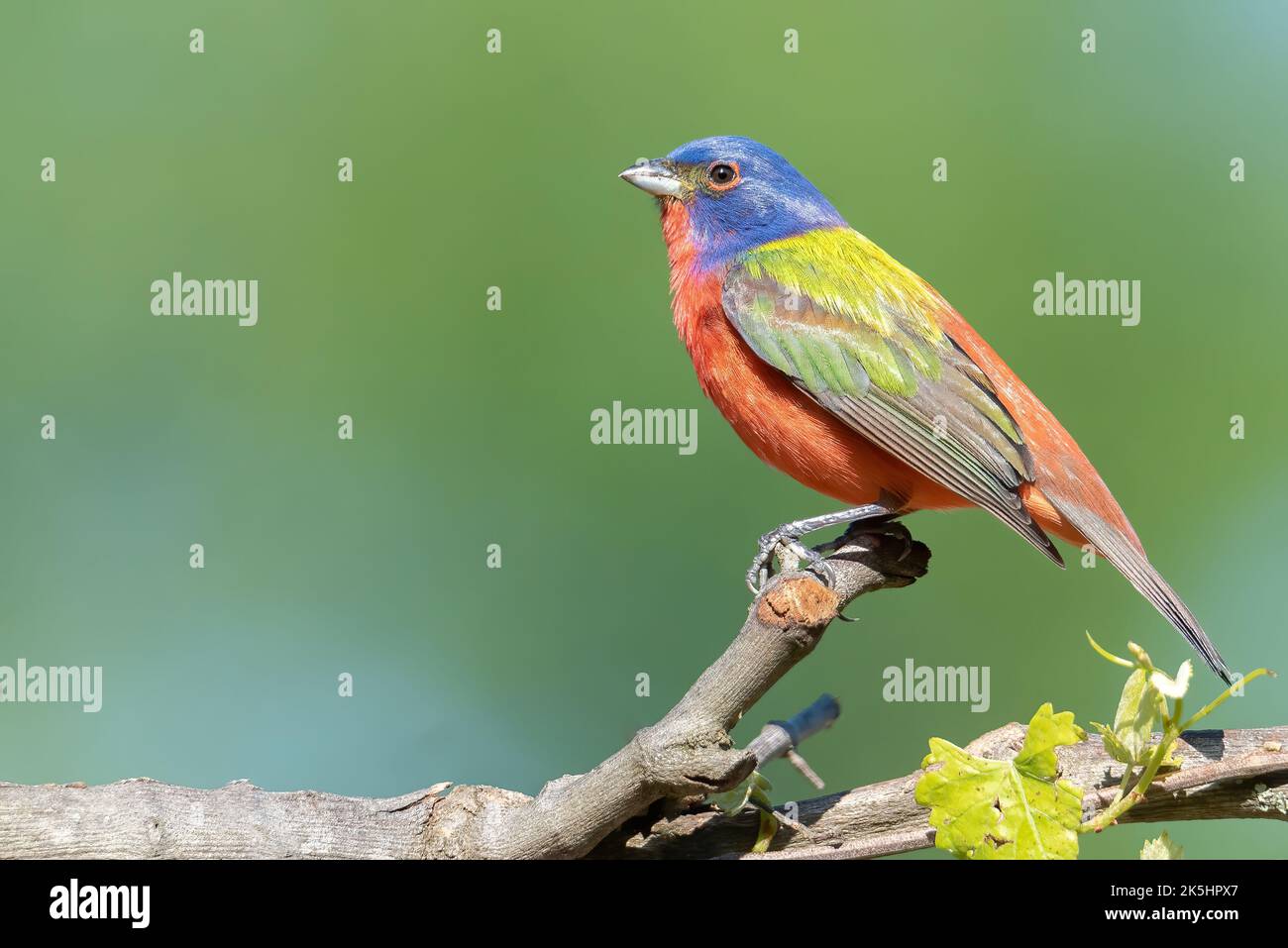 Male Painted Bunting, thront auf einer Muscadine-Rebsorte, Blick nach links, grüner Hintergrund Stockfoto