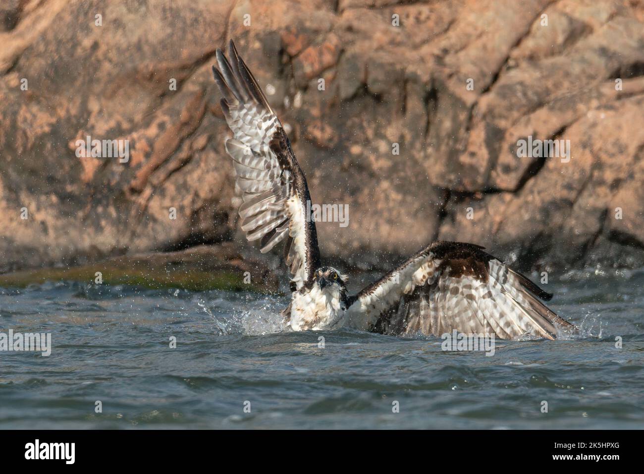 Ein Fischadler im Wasser, mit den Flügeln flatternd, versucht mit Einem Fisch wegzufliegen Stockfoto