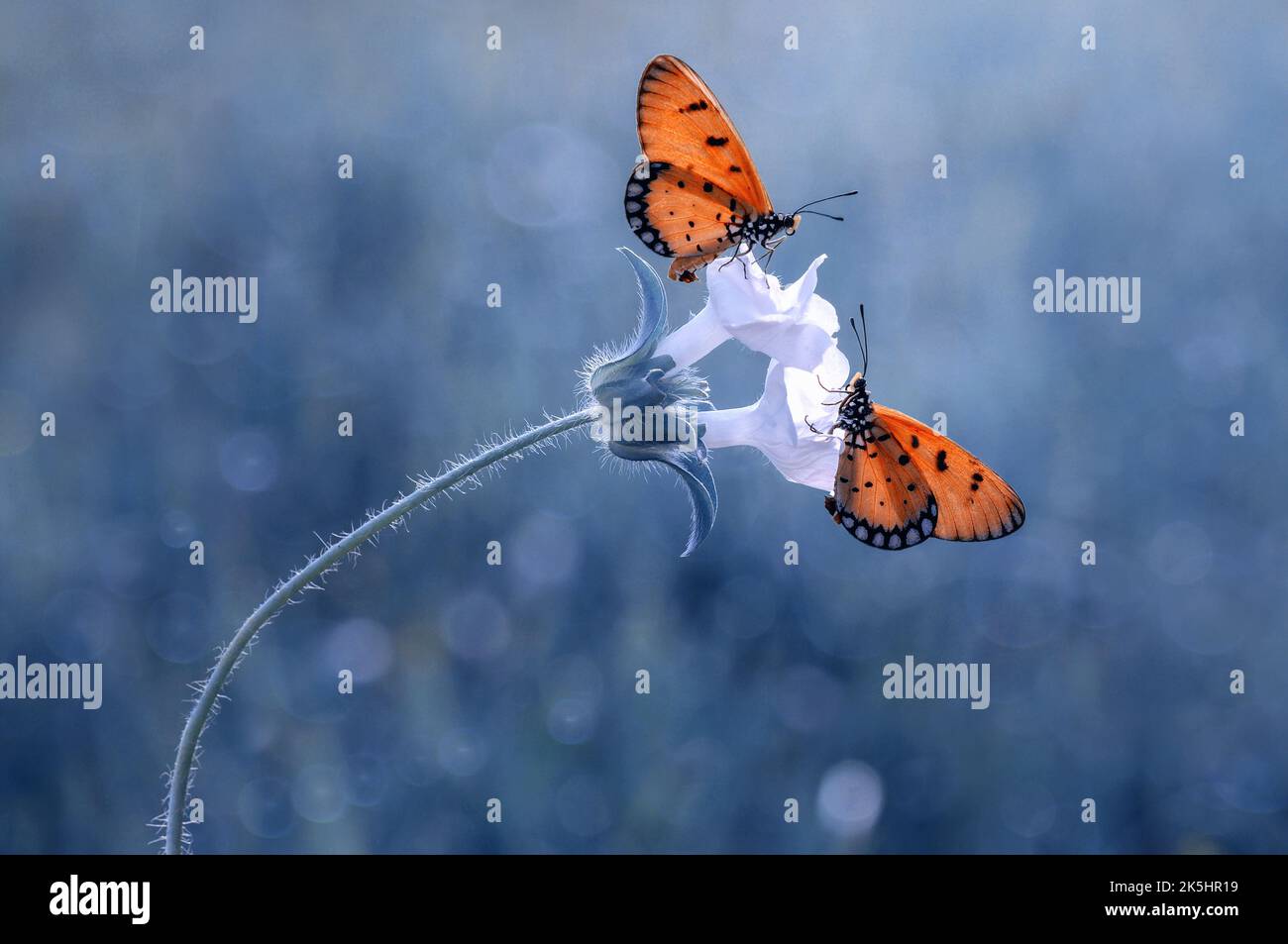 Nahaufnahme von zwei Schmetterlingen auf einer Blume, Indonesien Stockfoto