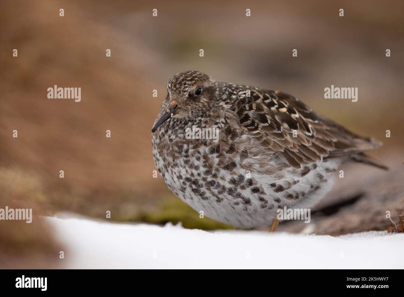 Purple Sandpiper in Brutgebiet, Cairngorm Mountains, Schottland, Calidris maritima. Stockfoto