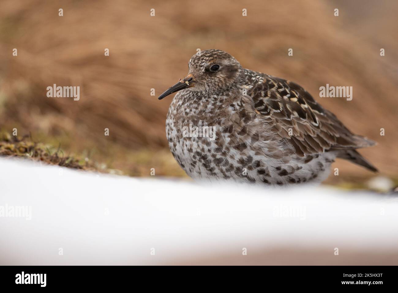 Purple Sandpiper in Brutgebiet, Cairngorm Mountains, Schottland, Calidris maritima. Stockfoto