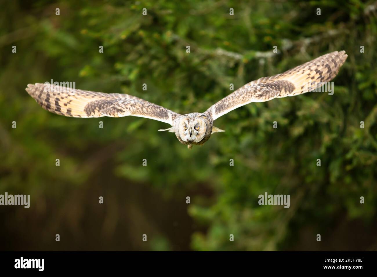 Langohrige Eule fliegt mit einem hellen Hintergrund in einer Feder. ASIO otus. Kurze Zeit mit gefrorenen Flügeln Position. Wildlife-Szene aus der Natur. Vorderansicht. Stockfoto