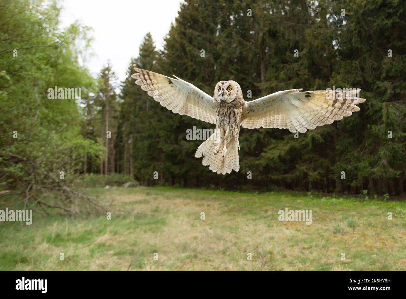 Langohreule, die im Sommerwald landet. ASIO otus. Kurze Zeit mit gefrorenen Flügeln Position. Wildlife-Szene aus der Natur Stockfoto