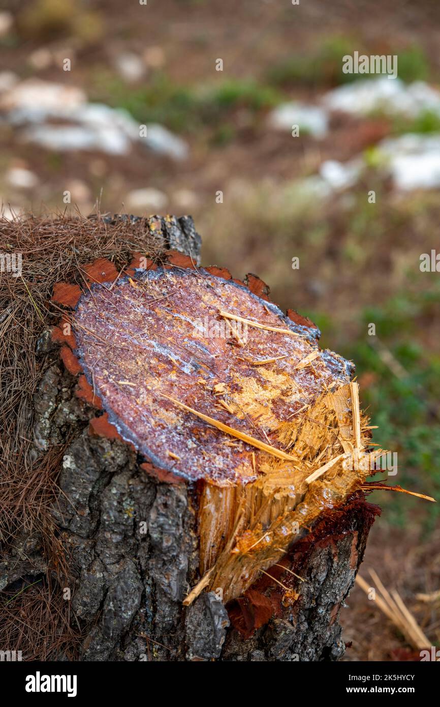 Neu gesägt, neu geschnitten, Baumstamm, Holz, Baum, Ketten gesägter Stamm, geschnittener Stamm, Kiefer, geschnittene Kiefer, gesägter Stamm, Baumstämme von Bäumen, harzsaft von Kiefern. Stockfoto