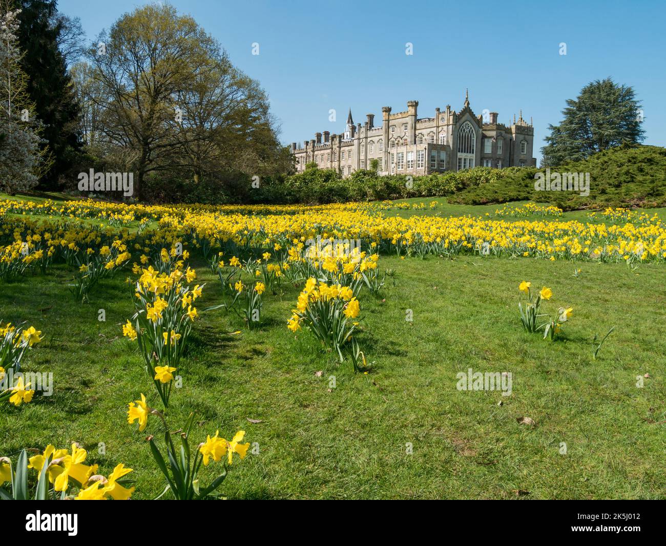 Sheffield Park House and Gardens with Yellow Daffodils in Spring, East Sussex, England, UK Stockfoto