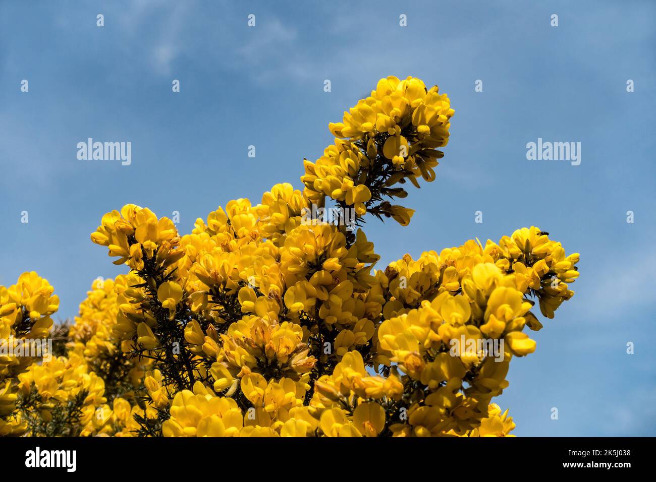 Dichte, leuchtend gelbe Blüten von Gorse ( Ulex europaeus ) in Blüte im Frühling mit blauem Himmel dahinter. Stockfoto
