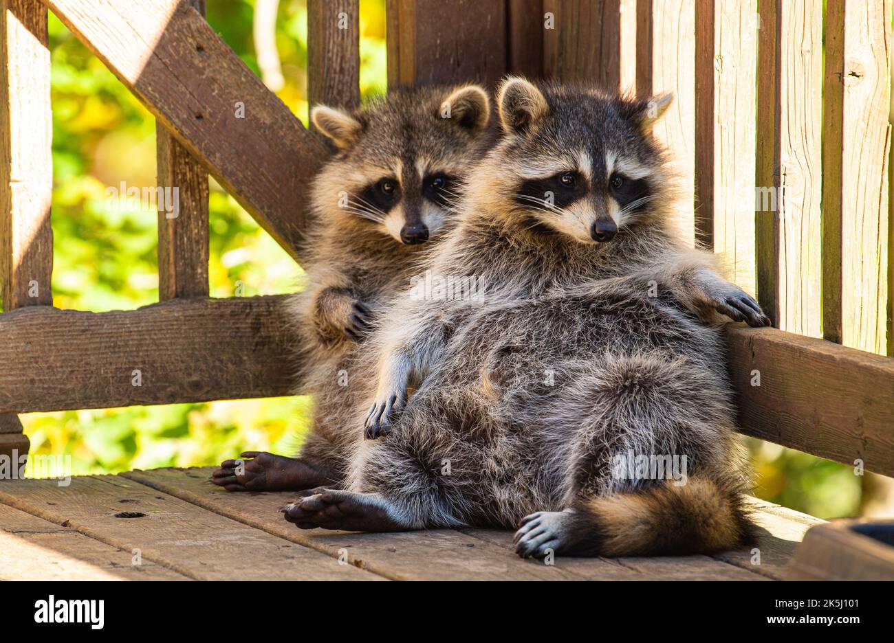 Zwei Waschbären, die sich im Frühherbst in einer schattigen Ecke einer Holzterrasse entspannen. Stockfoto