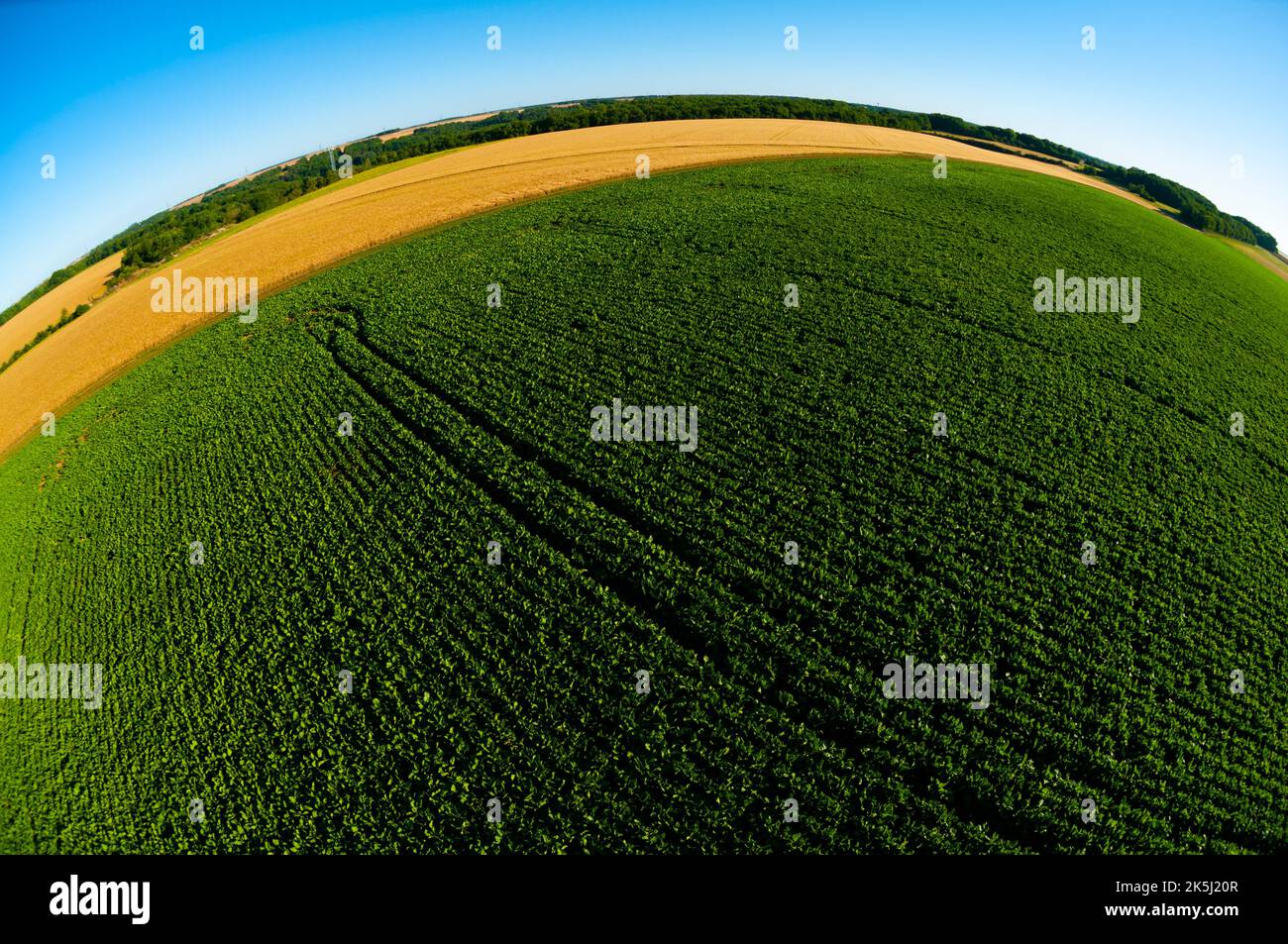 Frankreich, Essonne (91), Chalou-Moulineux, Zuckerrübenfelder in der Ebene von Beauce Stockfoto