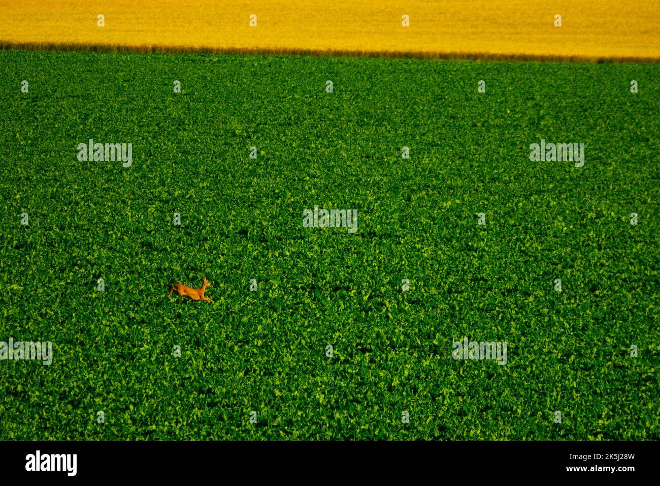Frankreich, Essonne (91), Chalou-Moulineux, Ebene von Beauce, Luftaufnahme eines Hirsches, der in einem Feld von Zuckerrüben läuft Stockfoto