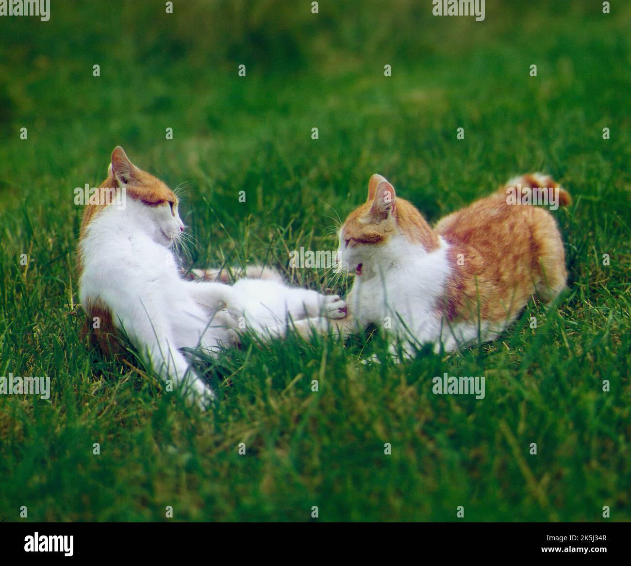 Hauskatzen spielen Stockfoto