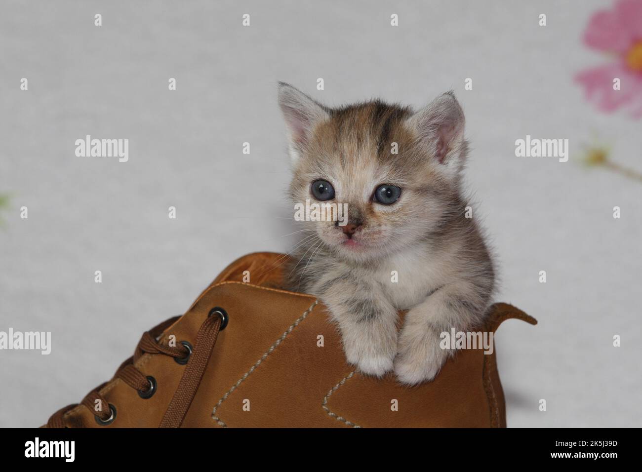 Junge Hauskatze sitzt in einem Schuh Stockfoto