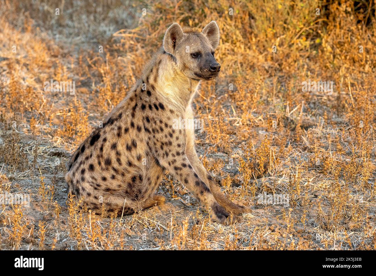 Gefleckte Hyäne (Crocuta crocuta), sitzend, im Morgenlicht, Nsefu-Sektor, Süd-Luangwa, Sambia Stockfoto