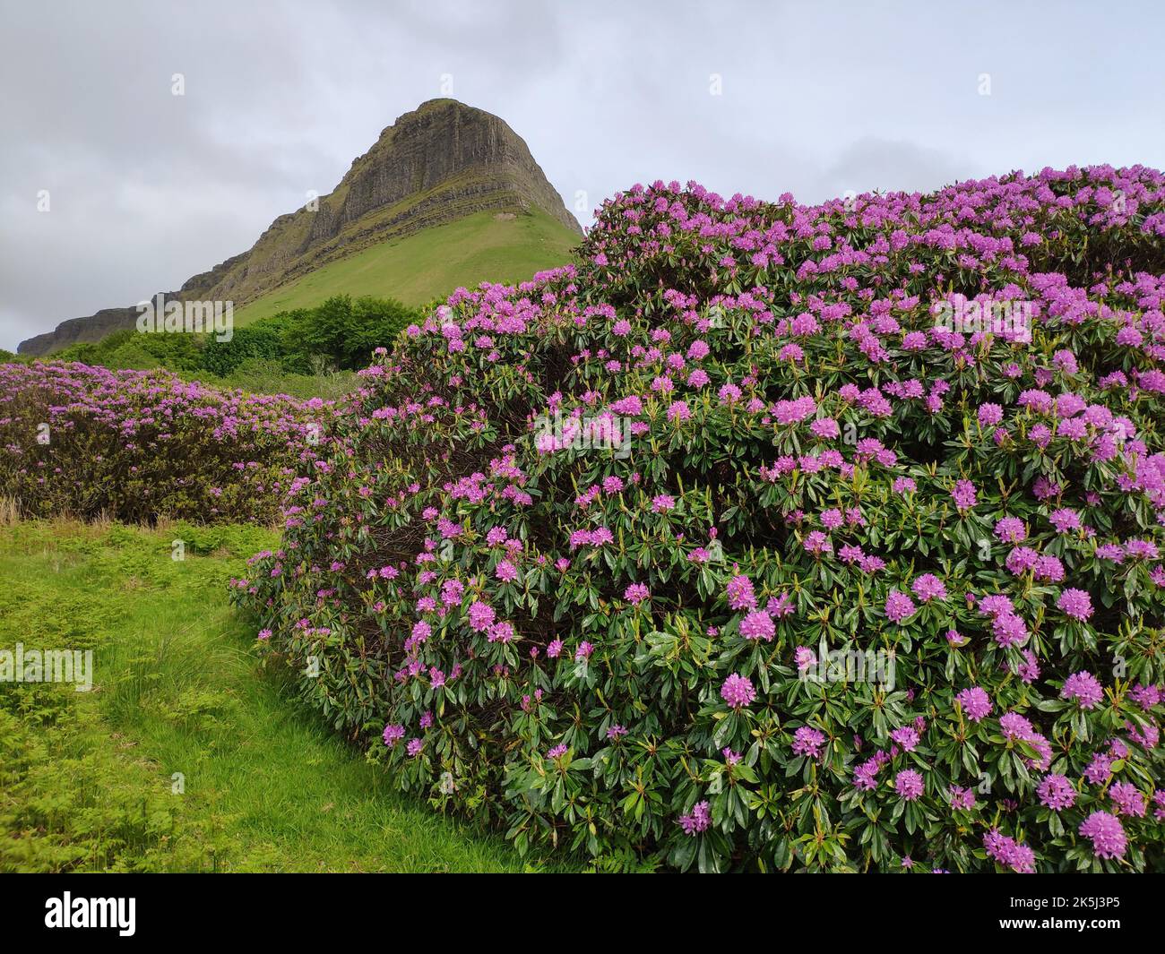 Rhododendron bei Ben Bulben, Co Sligo, Irland Stockfoto