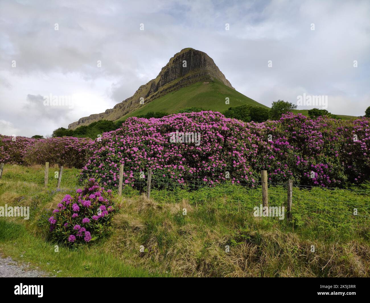 Rhododendron bei Ben Bulben, Co Sligo, Irland Stockfoto