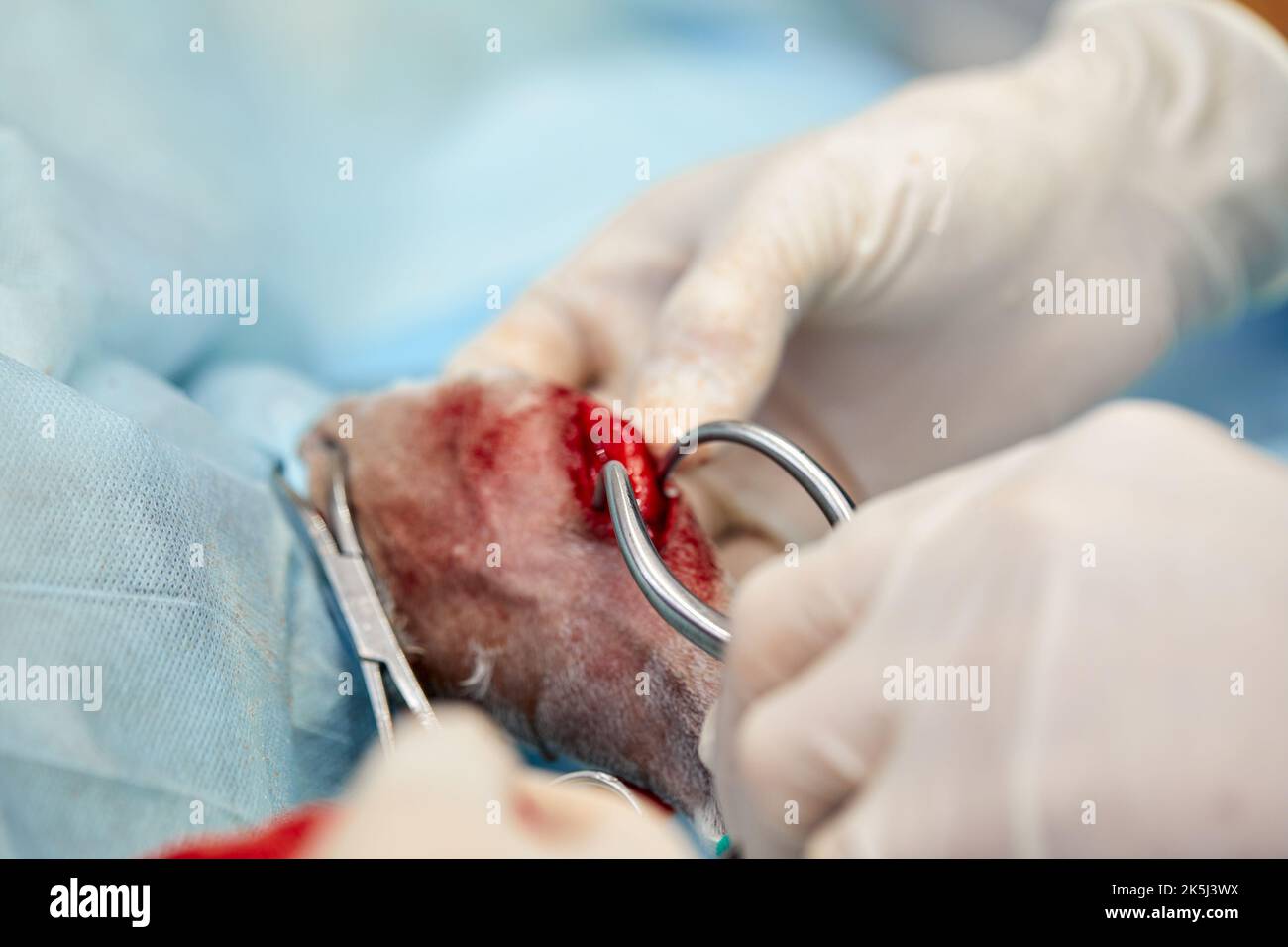 Tierärztliches Team, das eine Operation durchführt. Kastration und Kastration eines Haustieres in der Tierklinik Stockfoto