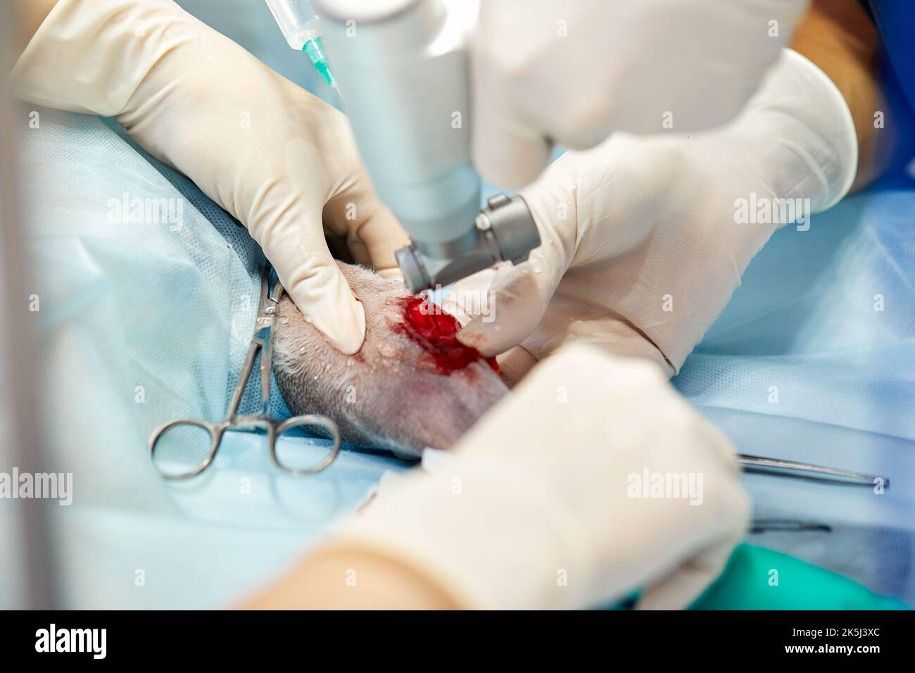 Tierärztliches Team, das eine Operation durchführt. Kastration und Kastration eines Haustieres in der Tierklinik Stockfoto